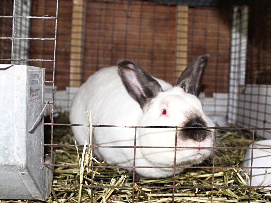 Rabbit at Stardust Farm, PA - Cuisine Inspired