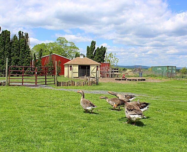 Geese at Stardust Farm, PA - Cuisine Inspired